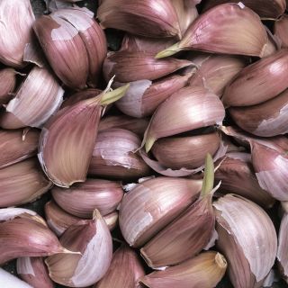 Rocambole German Red Fall Garlic Thumbnail